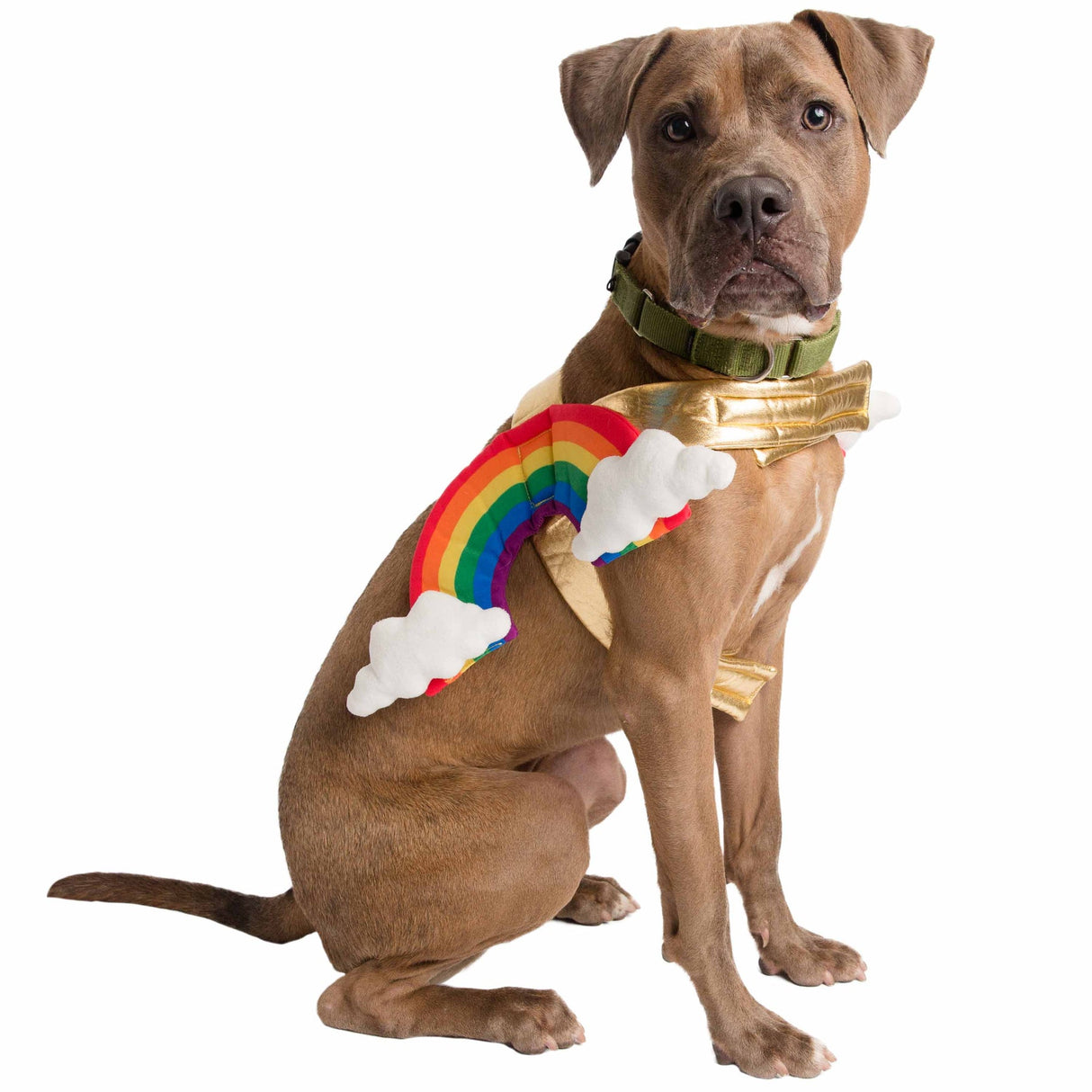 Rainbow Dog Pet Costume