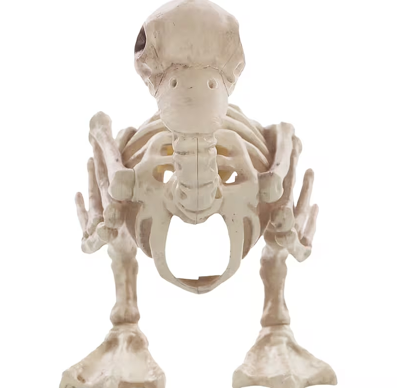 Skeleton Duck Decoration