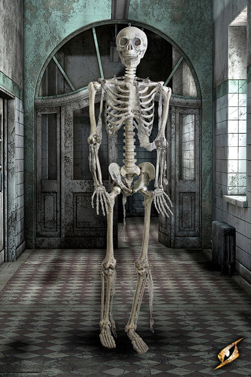 Full Size Human Skeleton