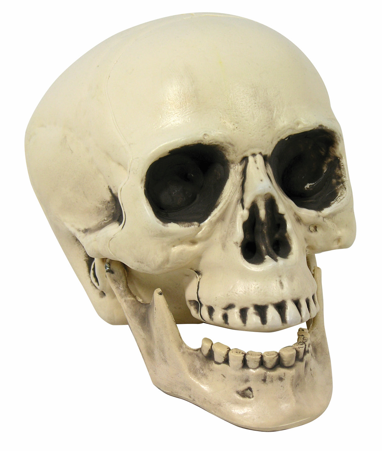 Halloween Skull with Moveable Jaw